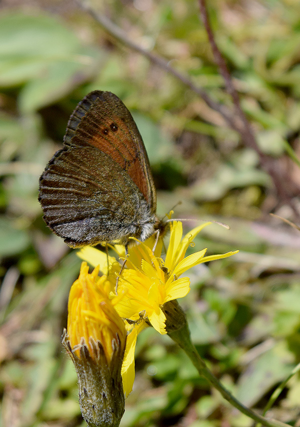 Nymphalidae: Erebia nivalis o tyntarus?... Erebia cassioides